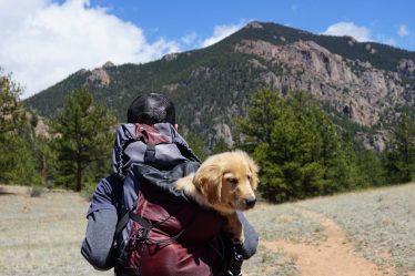 découvrez tous les conseils pour voyager avec votre chien pour des vacances inoubliables. astuces, recommandations et idées pour un voyage réussi avec votre fidèle compagnon à quatre pattes.