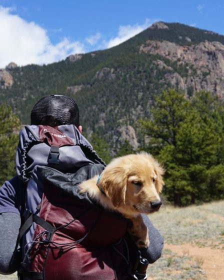 découvrez tous les conseils pour voyager avec votre chien pour des vacances inoubliables. astuces, recommandations et idées pour un voyage réussi avec votre fidèle compagnon à quatre pattes.