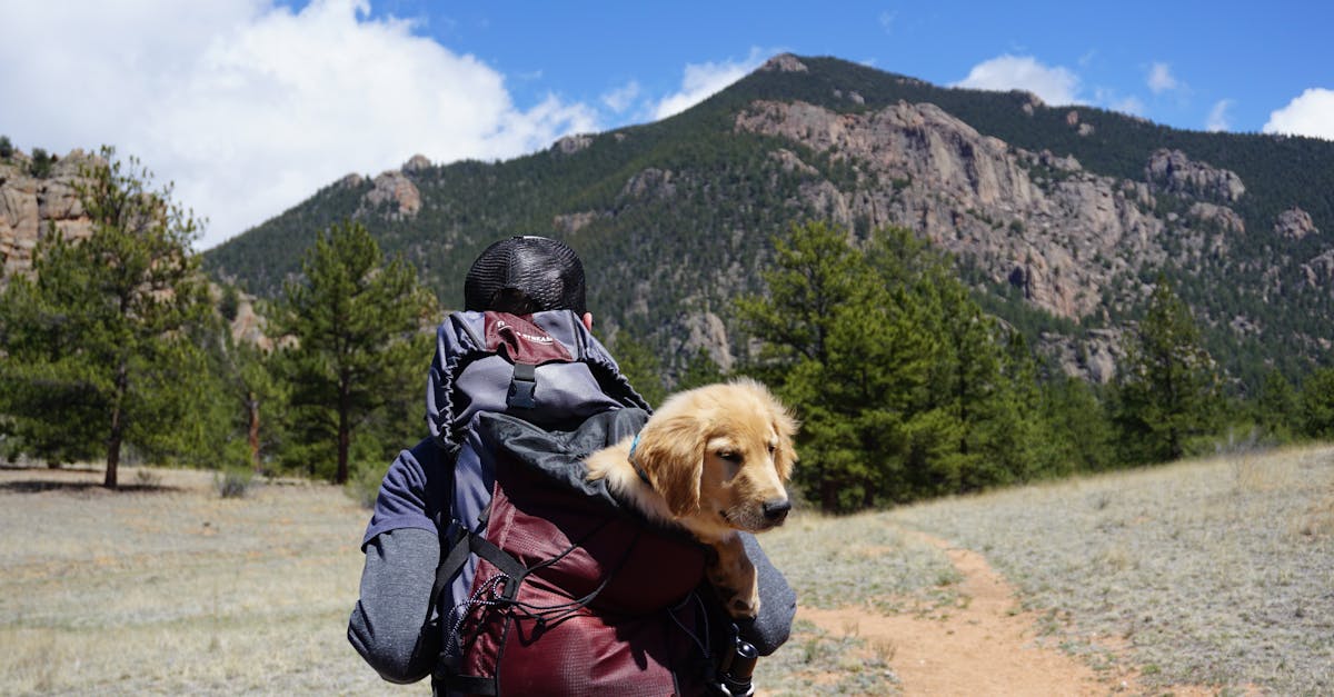 découvrez tous les conseils pour voyager avec votre chien pour des vacances inoubliables. astuces, recommandations et idées pour un voyage réussi avec votre fidèle compagnon à quatre pattes.