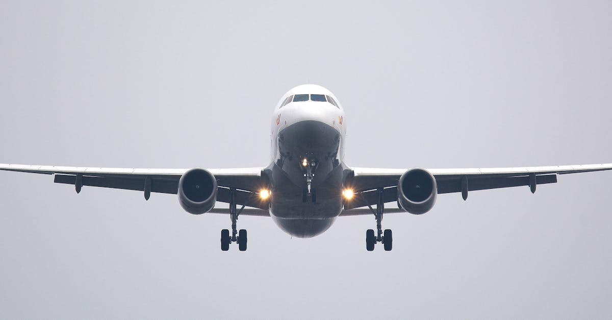 voyager en avion avec son chien - conseils, astuces et règlementation