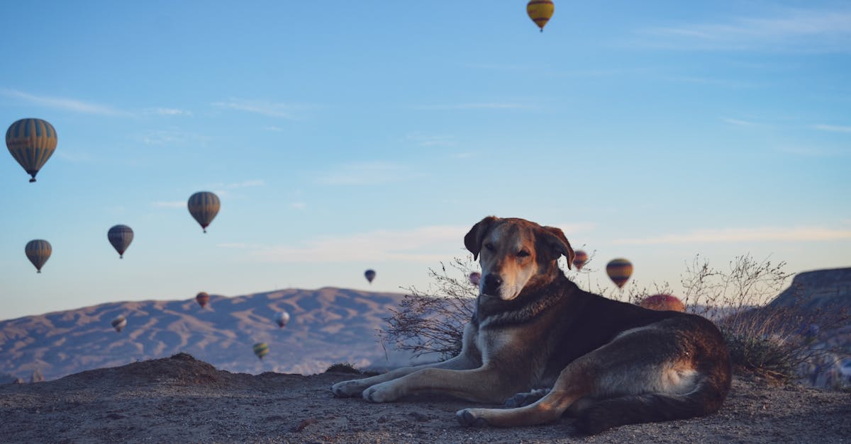 voyage aérien avec chien : conseils, réglementations et précautions à prendre