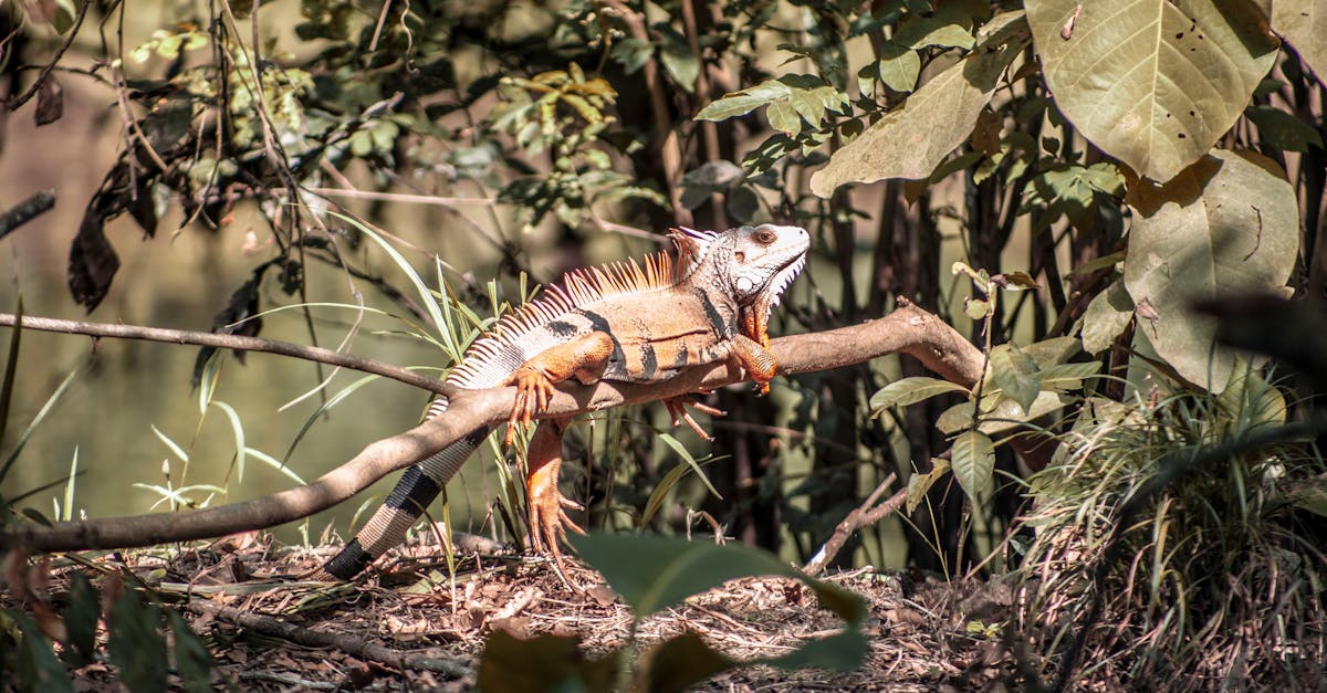 découvrez la colombie, un pays aux multiples richesses culturelles, naturelles et historiques. voyagez au cœur de l'amérique du sud et explorez des paysages diversifiés entre montagnes, plages, forêts tropicales et villes animées.