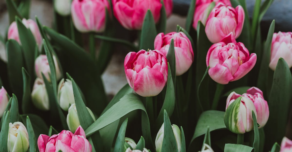 découvrez notre gamme d'orangeries élégantes pour un espace de vie lumineux et raffiné. profitez d'un lieu unique pour cultiver des agrumes, vous détendre ou recevoir vos invités. découvrez nos modèles dès maintenant.