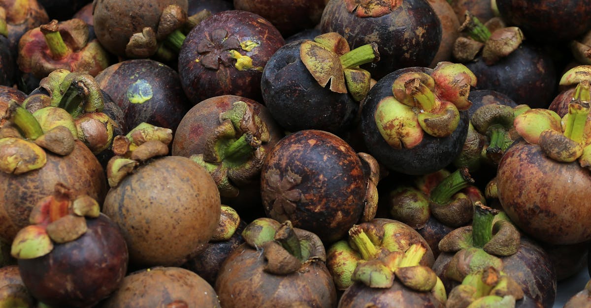 découvrez l'importance de la médecine traditionnelle et ses bienfaits pour la santé. apprenez-en plus sur les pratiques ancestrales et les remèdes naturels utilisés dans la médecine traditionnelle.